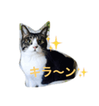 黒プー ロイと妹にゃんず（個別スタンプ：4）