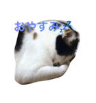 黒プー ロイと妹にゃんず（個別スタンプ：5）