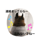 フレンチブルドッグ武蔵さん（個別スタンプ：20）