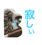 日常生活で使える、ハリネズミのもぐ（個別スタンプ：14）