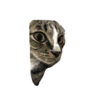 CatCatThailand（個別スタンプ：15）