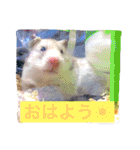 ハムスターのロコ（個別スタンプ：3）