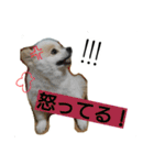 ポメラニアンのチロル♥1 実写スタンプ（個別スタンプ：23）