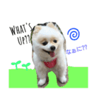 ポメラニアンのチロル♥1 実写スタンプ（個別スタンプ：33）