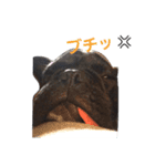 フレブル『ポンすけ②』（個別スタンプ：5）