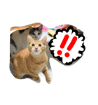 猫ひきじの番外編（個別スタンプ：1）