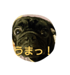 hungry the pug（個別スタンプ：6）