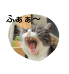 ノラ太と愉快な仲間たち（個別スタンプ：3）
