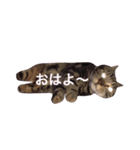 殿にゃんにゃんの1日 パート2（個別スタンプ：21）
