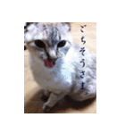 mukuneko（個別スタンプ：16）