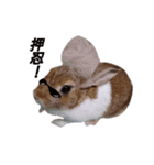 うさぎのうたちゃん（個別スタンプ：6）