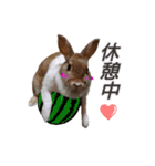うさぎのうたちゃん（個別スタンプ：10）