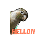 ウロコインコのろろちゃん（個別スタンプ：1）