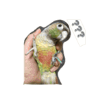 ウロコインコのろろちゃん（個別スタンプ：2）