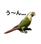 ウロコインコのろろちゃん（個別スタンプ：4）