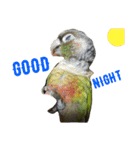 ウロコインコのろろちゃん（個別スタンプ：5）