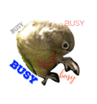 ウロコインコのろろちゃん（個別スタンプ：6）