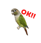 ウロコインコのろろちゃん（個別スタンプ：7）