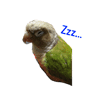 ウロコインコのろろちゃん（個別スタンプ：8）