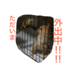 ウロコインコのろろちゃん（個別スタンプ：10）