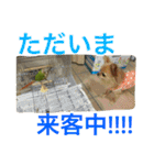 ウロコインコのろろちゃん（個別スタンプ：11）