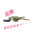 ウロコインコのろろちゃん（個別スタンプ：12）