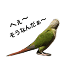 ウロコインコのろろちゃん（個別スタンプ：13）