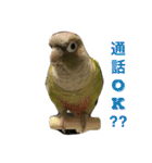 ウロコインコのろろちゃん（個別スタンプ：15）