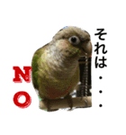 ウロコインコのろろちゃん（個別スタンプ：16）