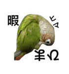 ウロコインコのろろちゃん（個別スタンプ：17）