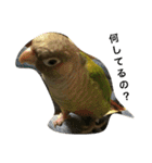 ウロコインコのろろちゃん（個別スタンプ：18）