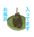 ウロコインコのろろちゃん（個別スタンプ：19）