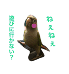 ウロコインコのろろちゃん（個別スタンプ：20）