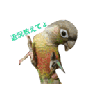 ウロコインコのろろちゃん（個別スタンプ：22）
