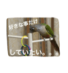 ウロコインコのろろちゃん（個別スタンプ：23）