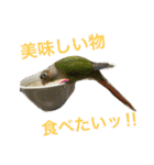 ウロコインコのろろちゃん（個別スタンプ：24）