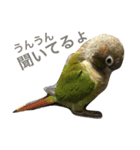 ウロコインコのろろちゃん（個別スタンプ：25）