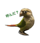 ウロコインコのろろちゃん（個別スタンプ：27）