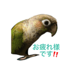 ウロコインコのろろちゃん（個別スタンプ：28）