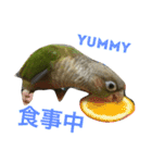 ウロコインコのろろちゃん（個別スタンプ：29）