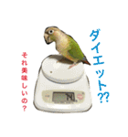 ウロコインコのろろちゃん（個別スタンプ：31）