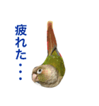 ウロコインコのろろちゃん（個別スタンプ：35）