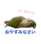 ウロコインコのろろちゃん（個別スタンプ：36）