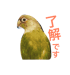 ウロコインコのろろちゃん（個別スタンプ：37）