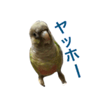 ウロコインコのろろちゃん（個別スタンプ：39）