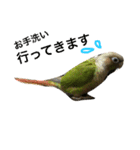 ウロコインコのろろちゃん（個別スタンプ：40）