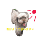 トイプードル ぽんず ②（個別スタンプ：15）