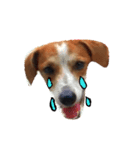 Doggy-motion（個別スタンプ：3）