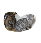 catcat1（個別スタンプ：4）
