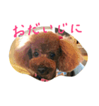 ゆかいなウチの子たち（個別スタンプ：11）
